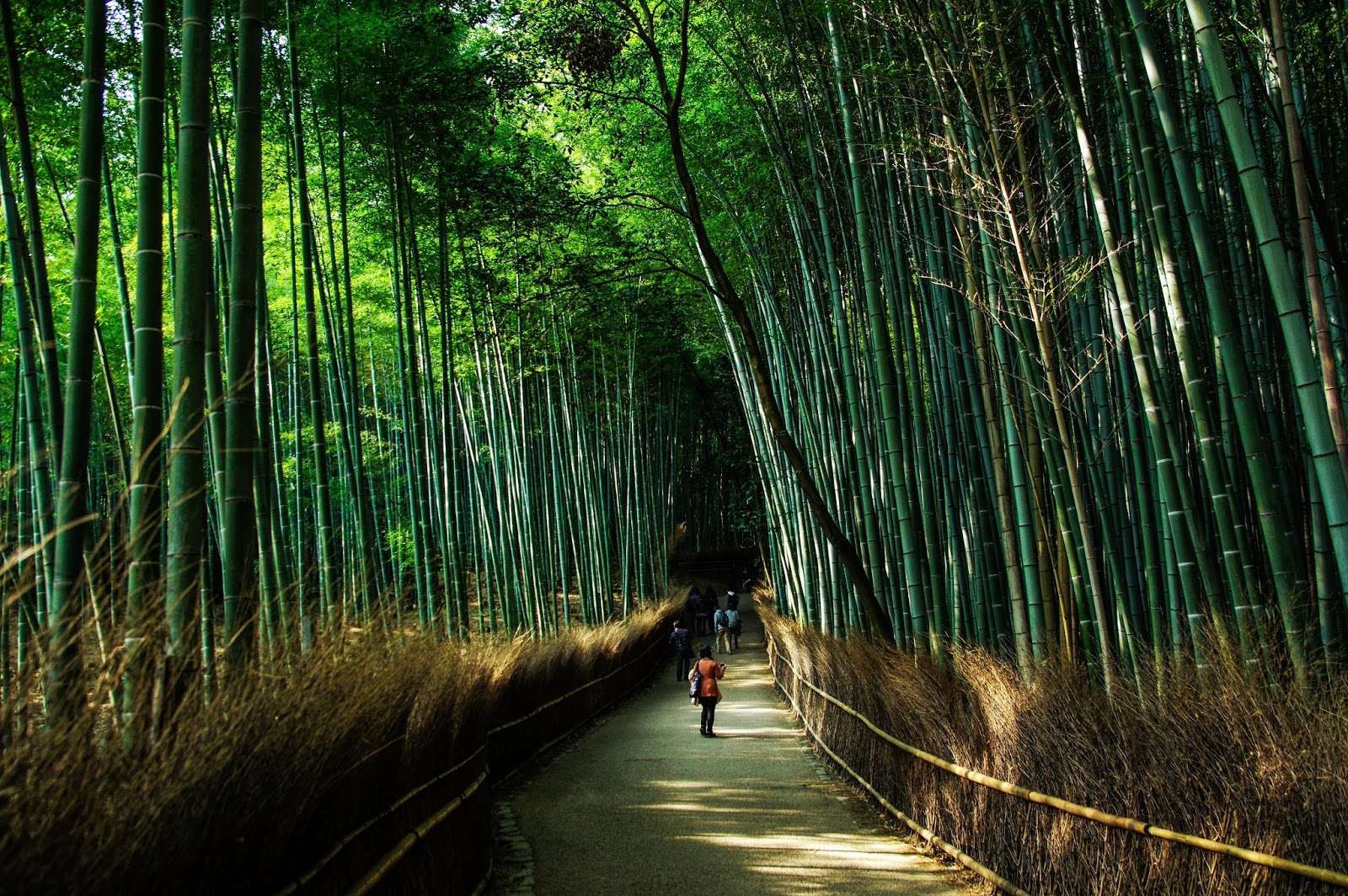 japanese forest bathing japanese zen